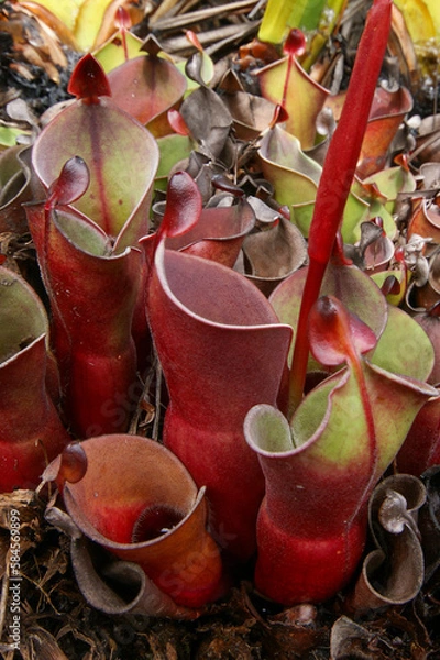 Fototapeta Carnivorous pitcher plant Heliamphora minor in natural habitat on Auyan Tepui, table mountain in Venezuela