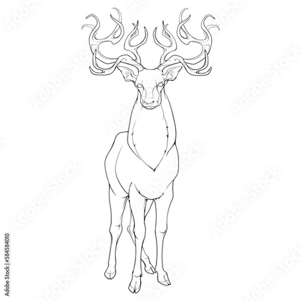 Obraz A red deer stag standing in full height, front view, magnificent antlers. Black Line drawing isolated on white background. EPS10 Vector illustration