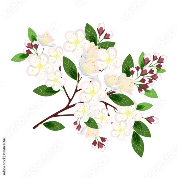 Fototapeta A flowering branch of an apple tree, isolated on a white background.Vector illustration.