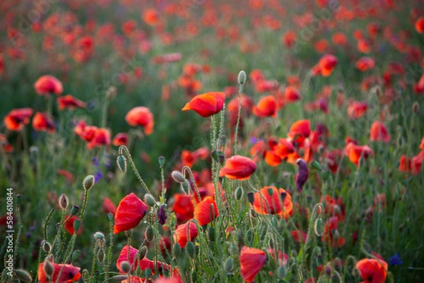 Fototapeta Field of poppies selective focus. Nature summer wild flowers. Vivid red flower poppies plant. Buds of wildflowers. Poppy blossom background. Floral botanical freedom mood. Leaf and bush poppy flower.
