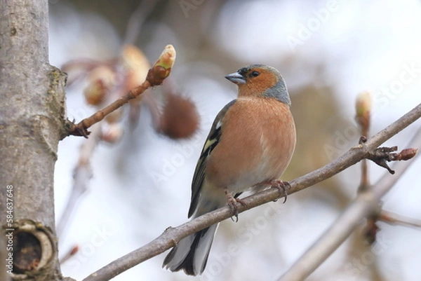 Fototapeta Common chaffinch (Fringilla coelebs), small songbird on the branch