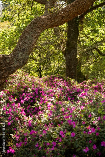 Obraz blooming tree in the park