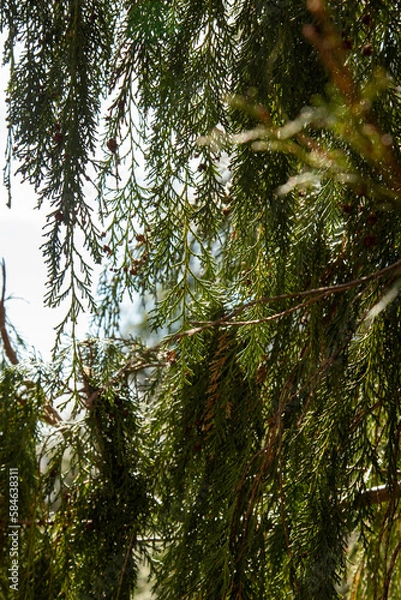 Obraz forest in the morning