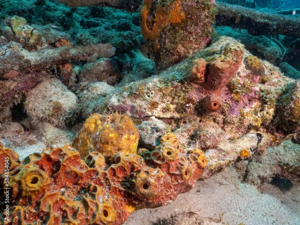 Obraz Yellow Frog fish