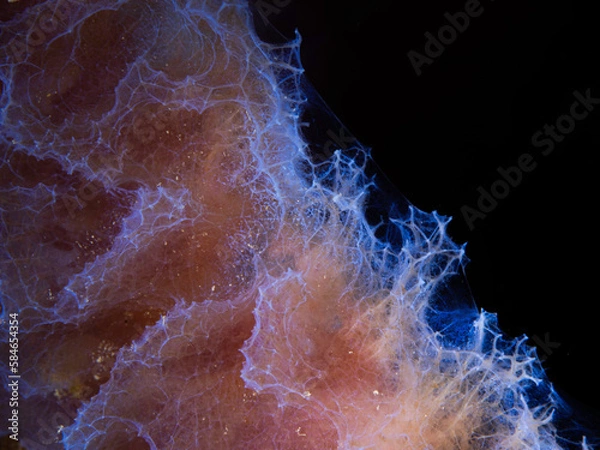 Obraz Close up sponge