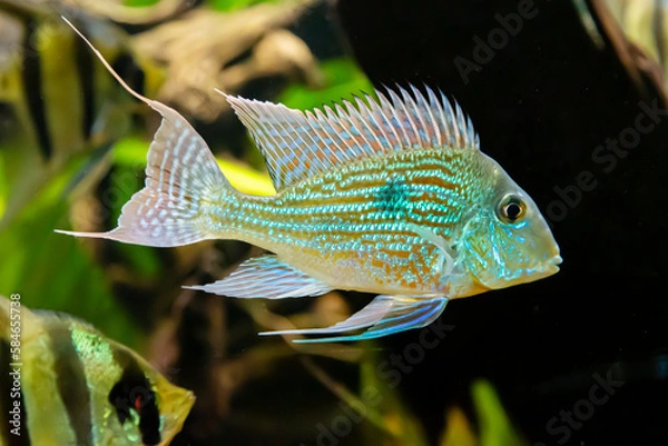 Fototapeta Sven's geophagus (lat. Geophagus sveni) with beautiful stripes on a dark background of the seabed. Marine life, fish, subtropics.