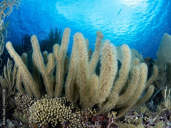 Obraz Coral Reef