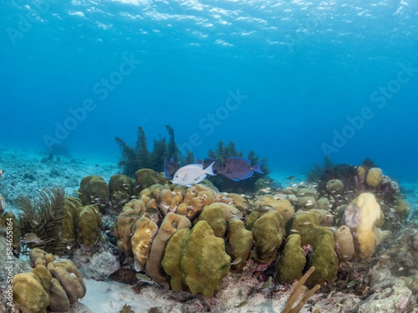 Obraz Coral Reef