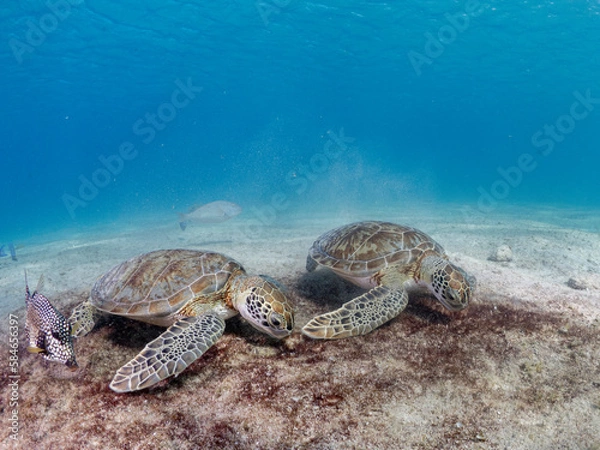 Obraz Sea turtle eating