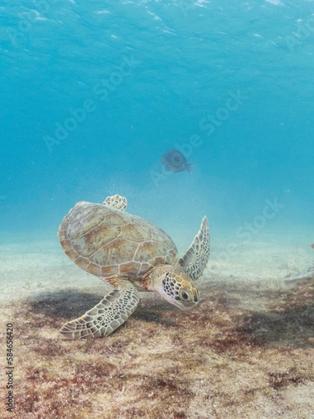 Fototapeta Sea turtle eating
