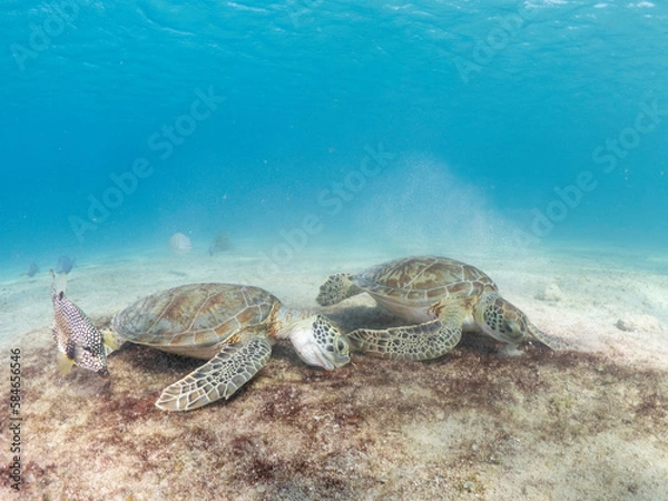 Obraz Sea turtle eating