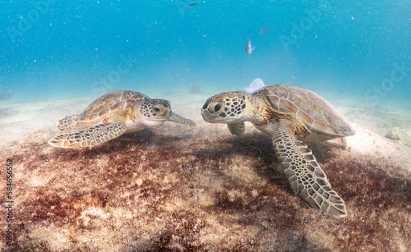 Obraz Sea turtle eating