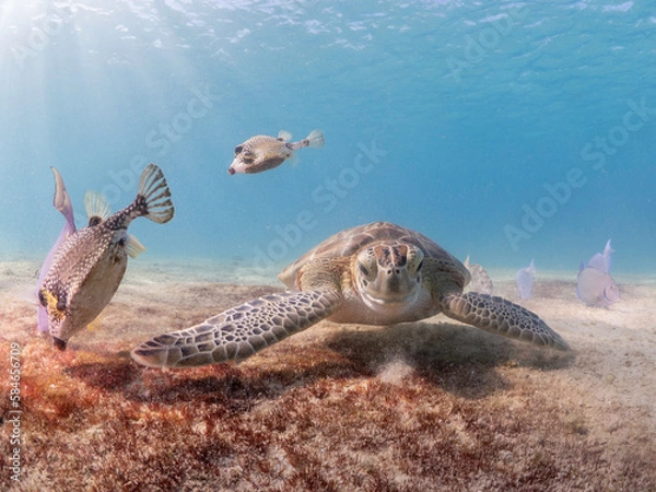 Obraz Sea turtle eating