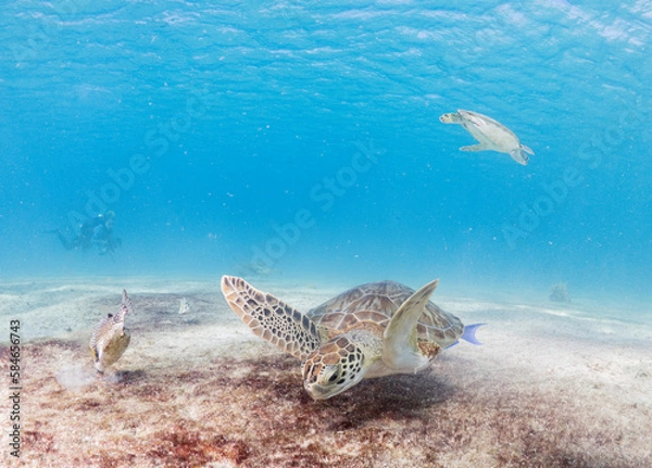 Obraz Sea turtle eating