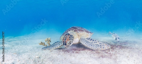 Obraz Sea turtle eating