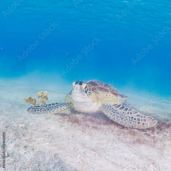 Obraz Sea turtle eating