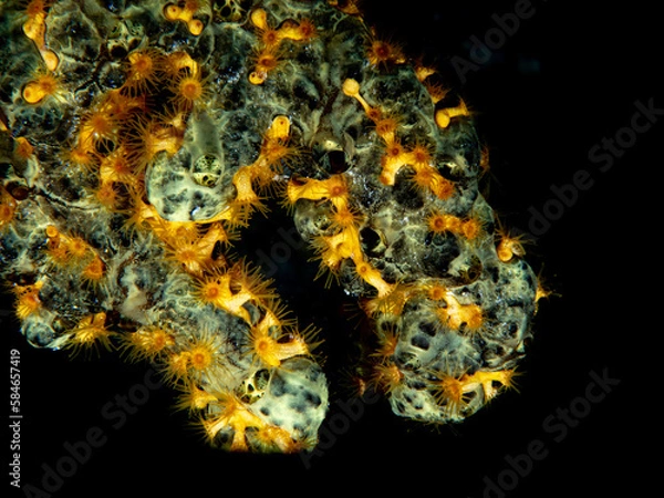 Obraz close up coral