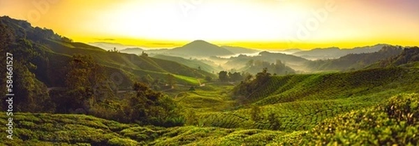 Obraz Tea fields in Cameron Highlands, Malaysia