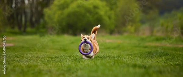 Fototapeta Happy Welsh Corgi Pembroke dog playing with puller in the spring park
