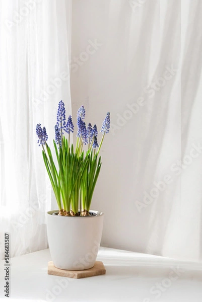 Obraz Blue muscari flowers