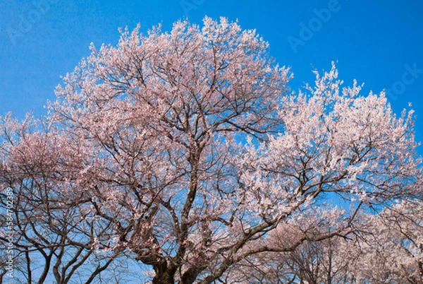 Fototapeta 満開の桜と青空