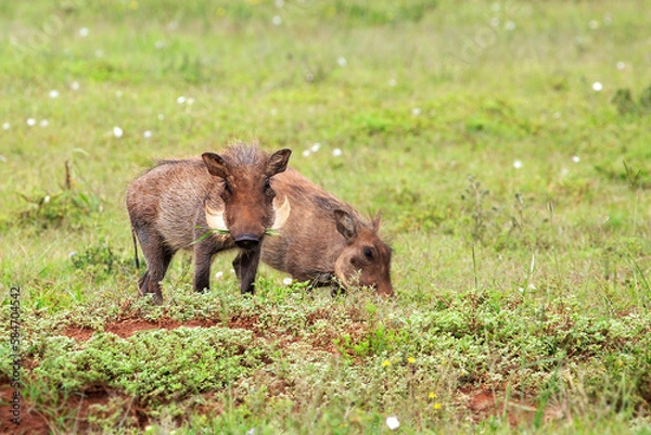 Obraz Two young warthogs