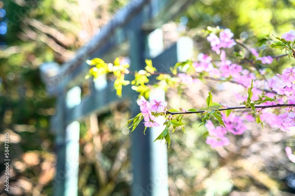 Fototapeta 桜と神社