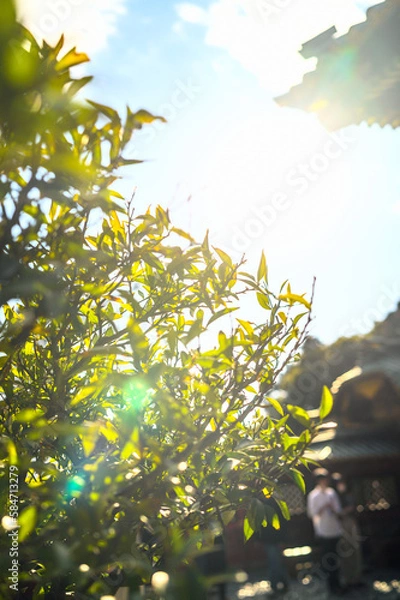 Fototapeta 優しい夕日