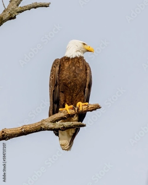 Fototapeta eagle on tree
