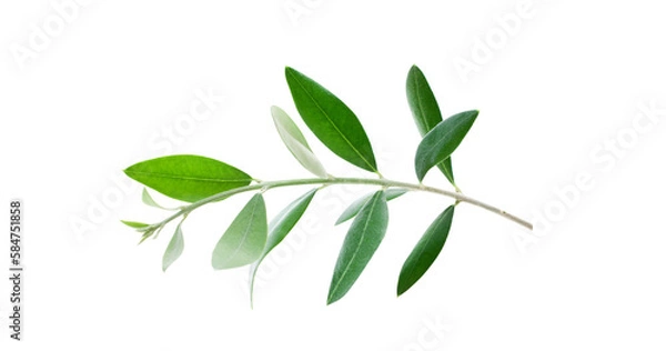 Obraz Fresh olive branch leaves isolated on white background