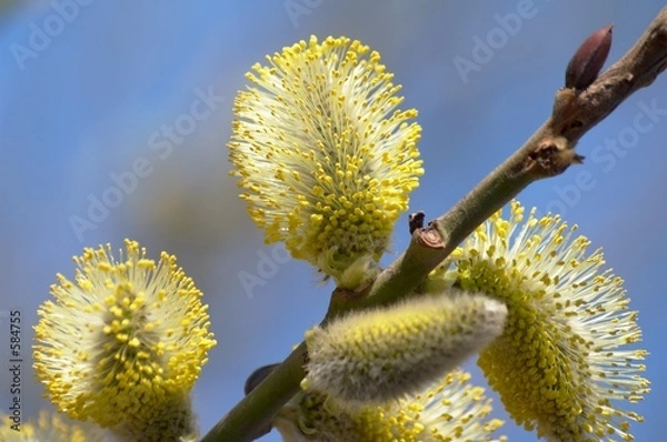 Fototapeta spring alder-tree