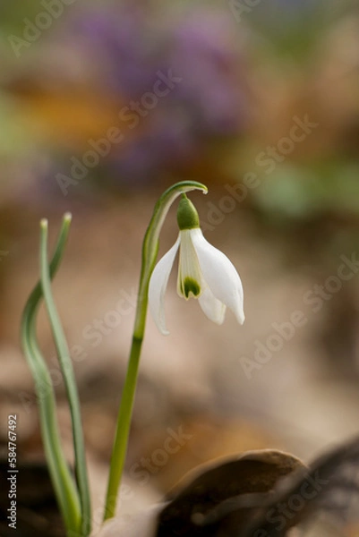 Fototapeta One blooming snowdrop in the forest. Snowdrop. First flowers. Delicate spring flowers.