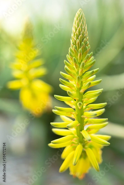 Obraz Aloe vera succulent plant yellow flower