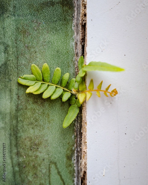 Obraz green leaves on wall