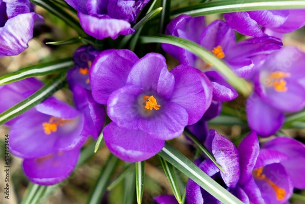 Obraz Purple Crocus Glowing in Spring (Overhead Position) 3