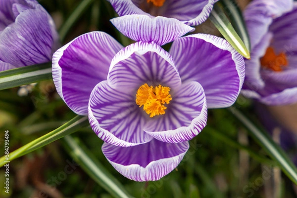 Obraz Purple Crocus Glowing in Spring (Overhead Position) 2