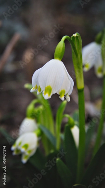 Fototapeta White snowdrops. On a blurred dark background. Macro.