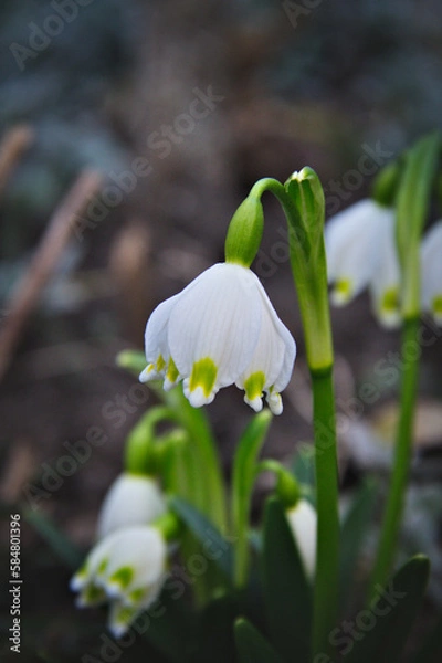 Obraz White snowdrops. On a blurred dark background. Macro.