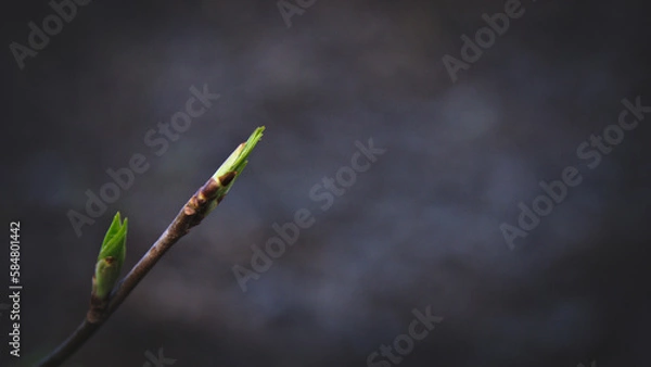 Obraz Buds on trees. Dark key. Blurred background. Macro.