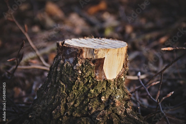 Obraz A cut tree stump. Dark key. Close-up. Blurred background.