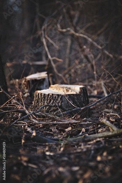 Obraz Cut tree stumps. Dark key. Close-up. Blurred background.