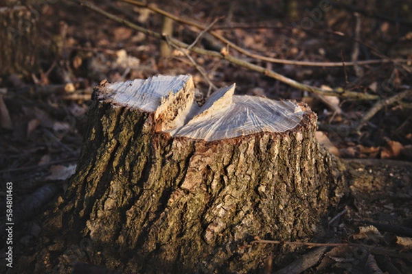 Obraz A cut tree stump. Dark key. Close-up. Blurred background.