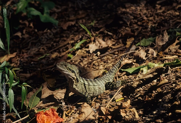 Fototapeta Australian water dragon....