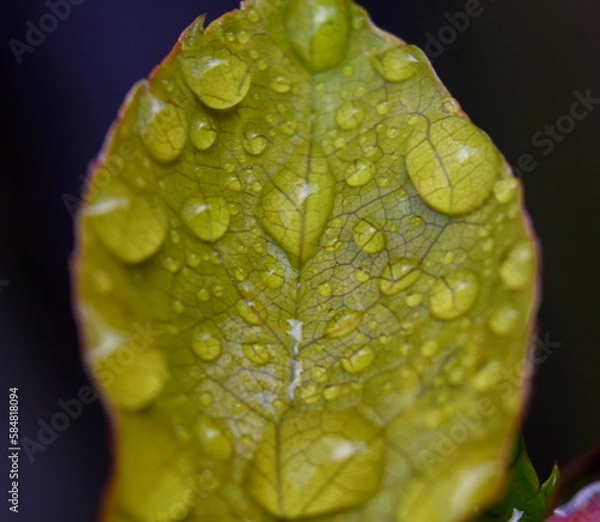 Obraz Raindrop on rose leaf