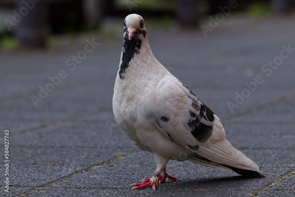 Obraz Close-Up Of Pigeon