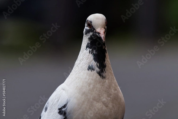 Obraz Close-Up Of Pigeon