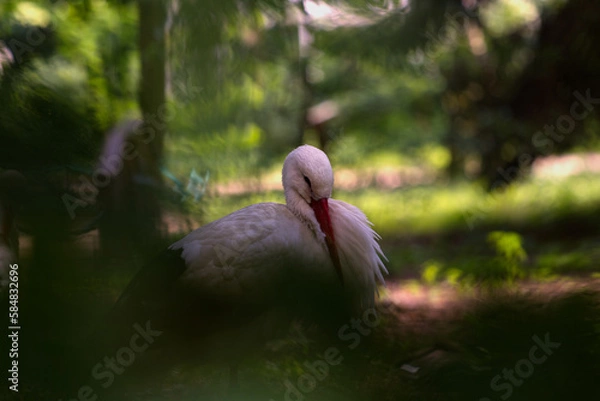 Obraz Stork at the Zoo, Germany