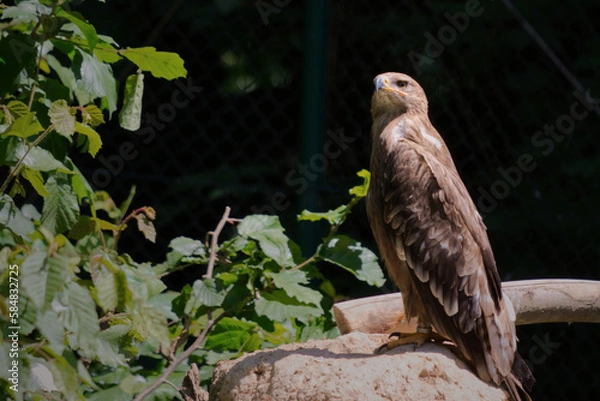 Obraz Hawk at the zoo