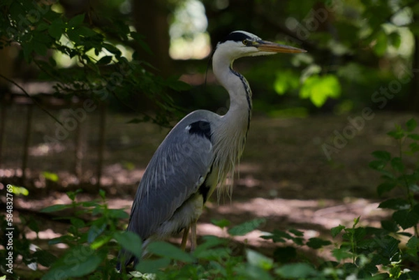 Obraz Grey heron in the wild