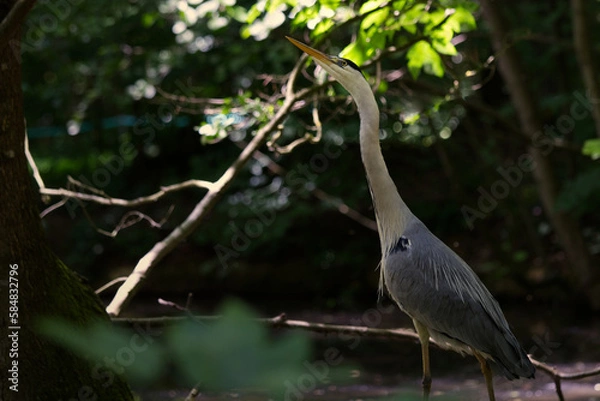 Obraz Grey heron in the wild
